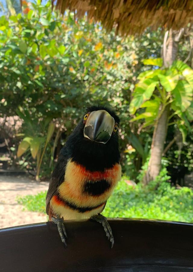 Bohemia Beach Tayrona Guachaca 외부 사진